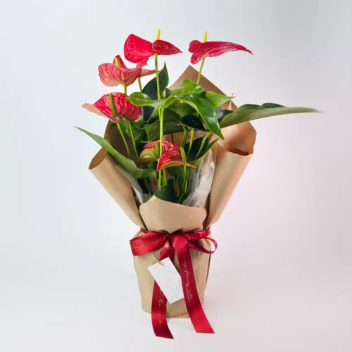 Flor Anthurium Embalado Presente