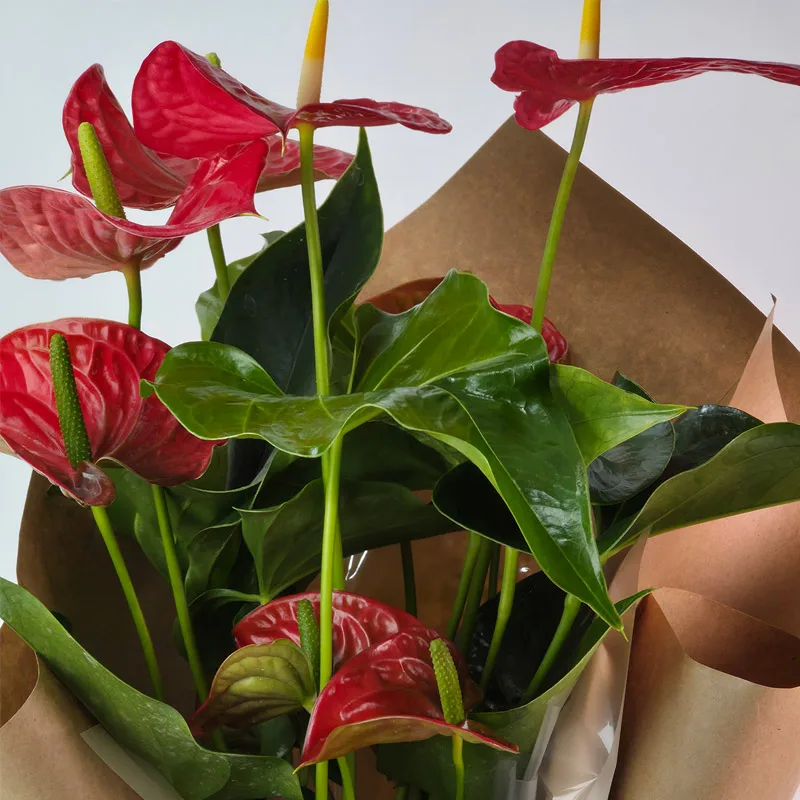 Flor Anthurium Embalado Presente - Imagem 4