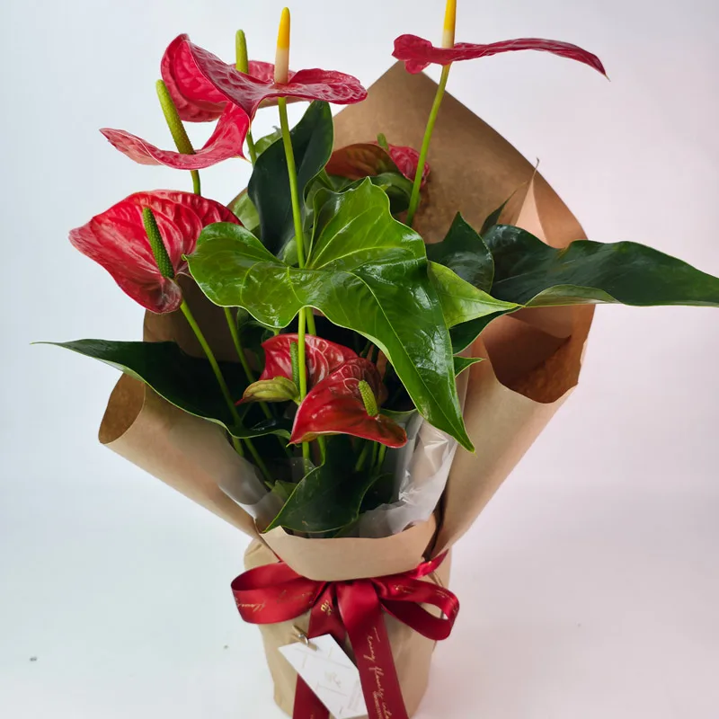 Flor Anthurium Embalado Presente - Imagem 3