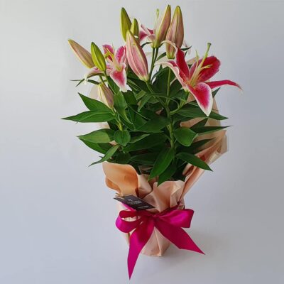 Flor Lírio Rosa Embalado Presente