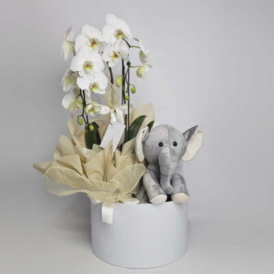 Orquídea Branca No Box Com Pelúcia Safaria Elefantinho