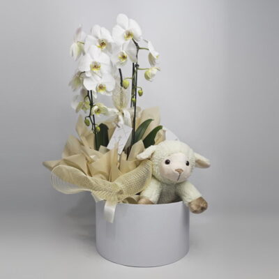 Orquídea Branca No Box Com Pelúcia Safaria Ovelha