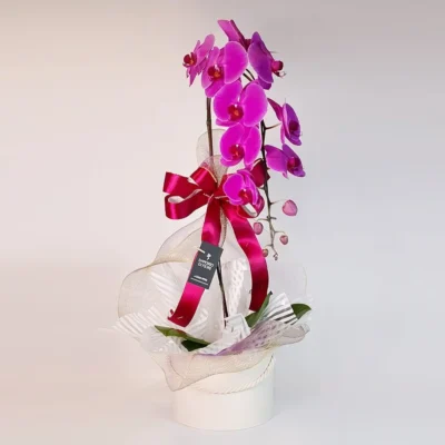Orquídea Rosa Para Presente no Box