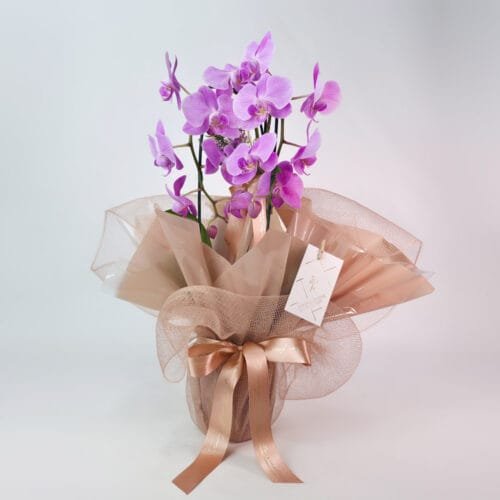Orquídea Phalaenopsis Rosa Embalada na Tela - Mia