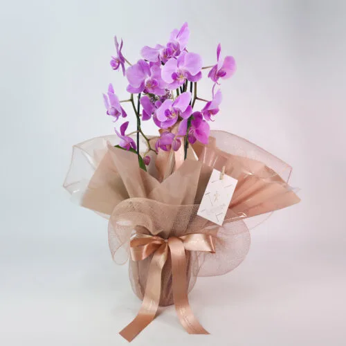 Orquídea Rosa Para Presente - Mia