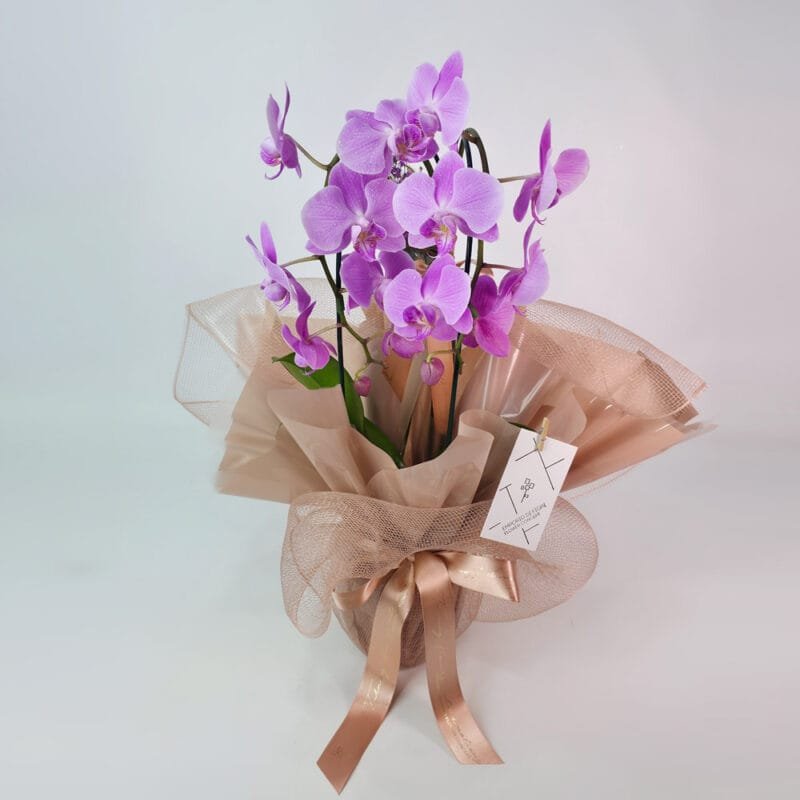 Orquídea Phalaenopsis Rosa Embalada na Tela e Espumante - Image 5
