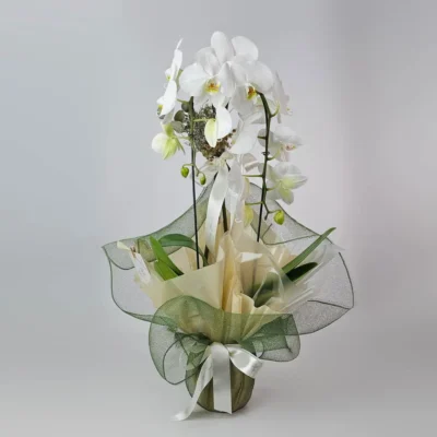 Orquídea Branca Para Presente