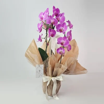 Orquídea Rosa Para Presente