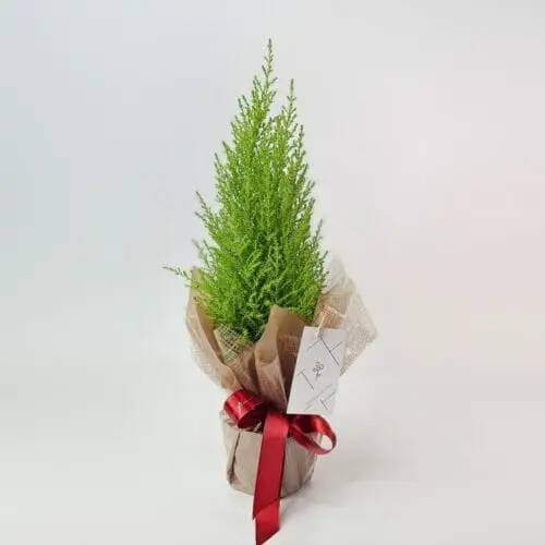 Pinheiro de Natal Pequeno Natural