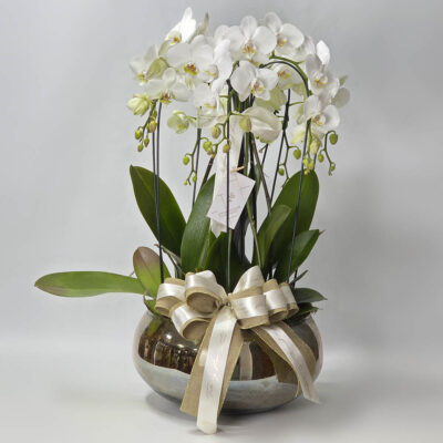 Composição 4 Orquídeas Brancas Vaso Luxo