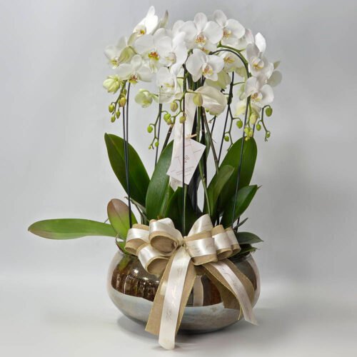Composição 4 Orquídeas Phalaenopsis Branca Vaso Luxo