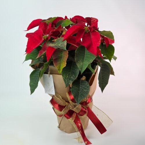 Flor Natal Embalada Para Presente