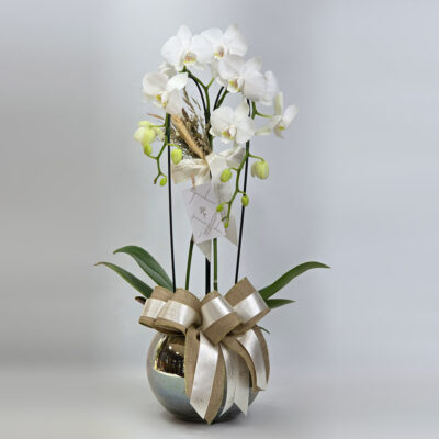 Orquídea Branca Para Presente - Vaso Luxo