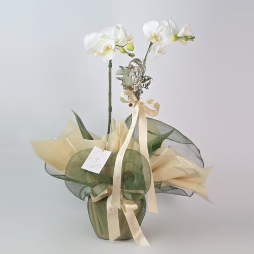 Orquídea Branca Para Presente