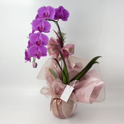 Orquídea Cascata Para Presente Premium